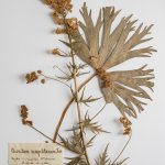 Un campione di Aconito raccolto nel 1875 da don Pietro Porta, appartenente all’erbario del MUSE (Herbarium Tridentinum)